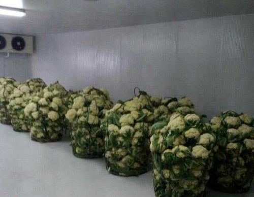 花菜保鮮氣調(diào)冷庫