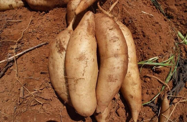 雪蓮果冷庫建造溫度 雪蓮果在冷庫中存放時長